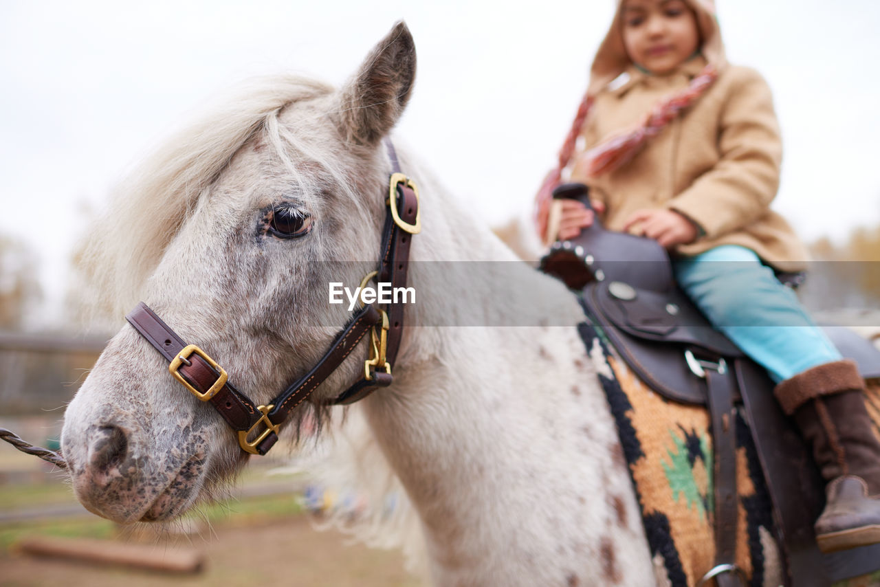 Little girl riding appaloosa pony