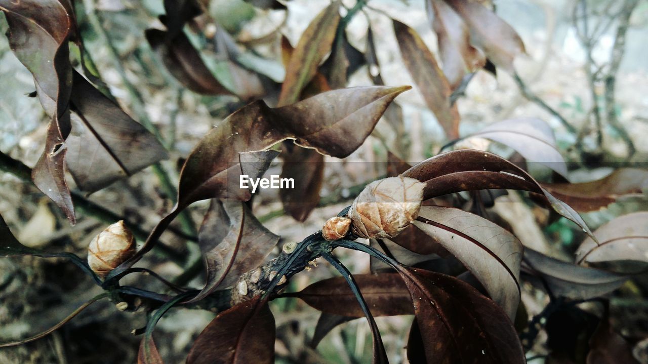 Close-up of dry leaves on tree