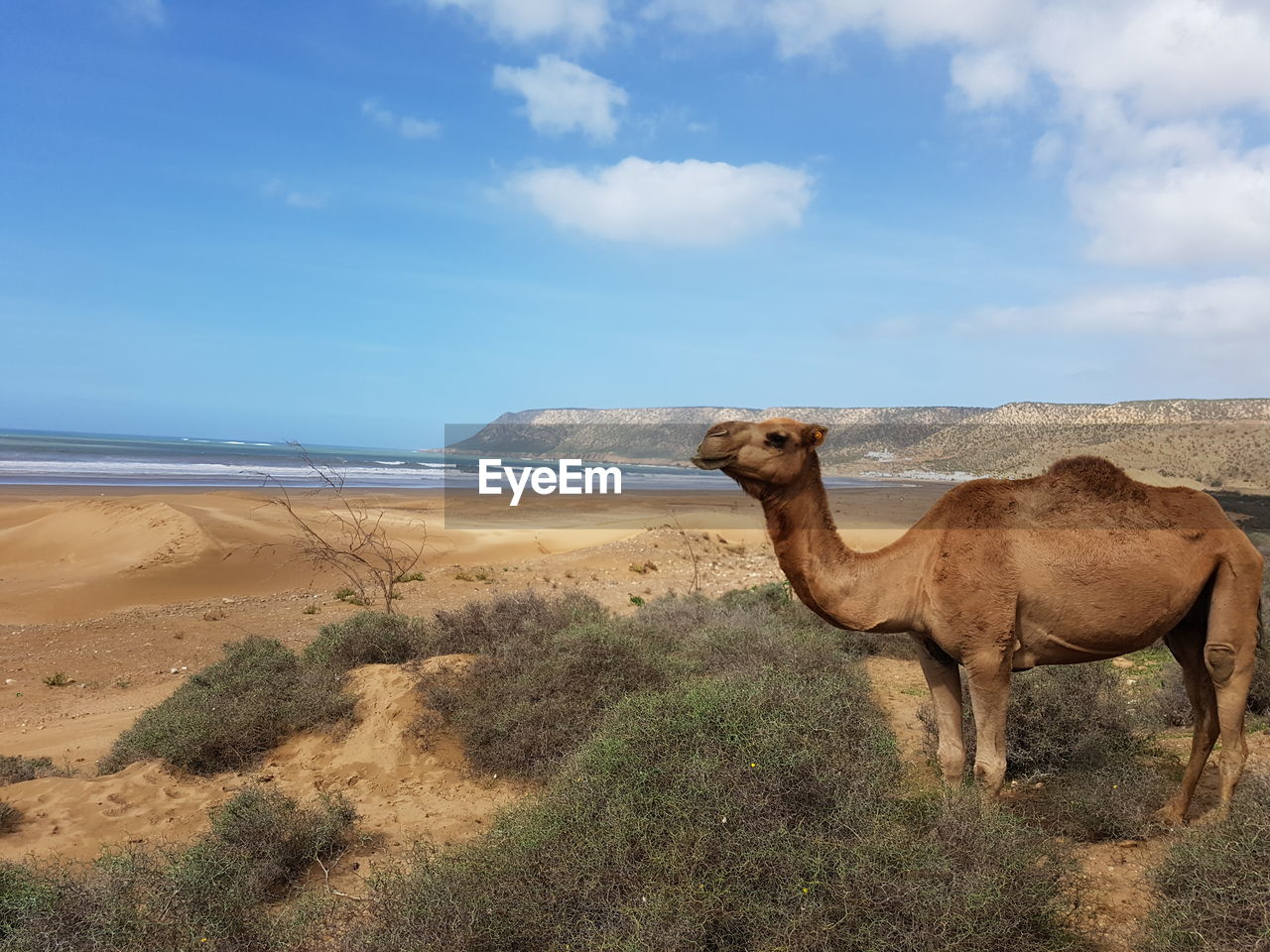 SCENIC VIEW OF SEA SHORE