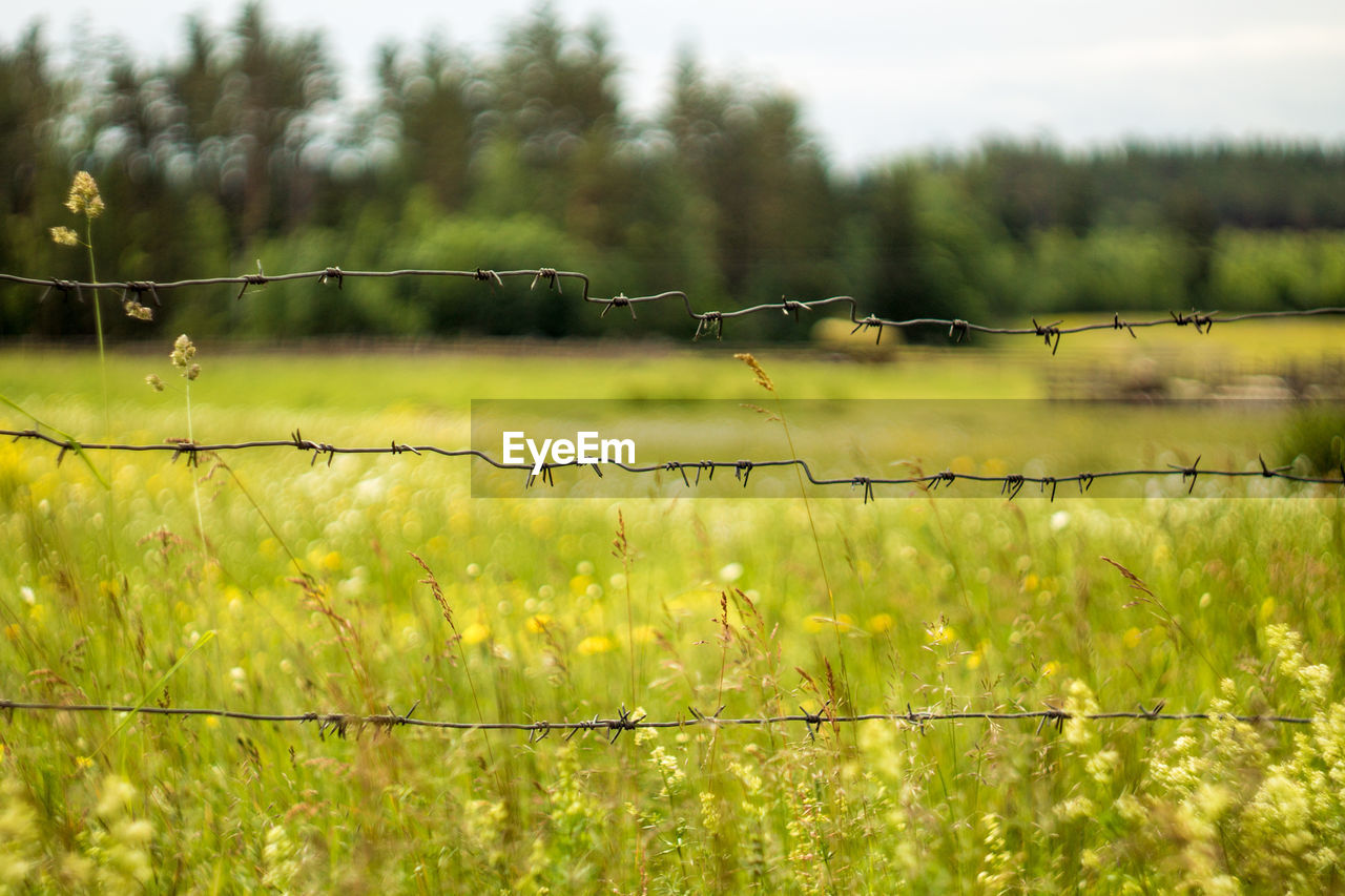 CLOSE-UP OF BARBED WIRE ON GRASS FIELD