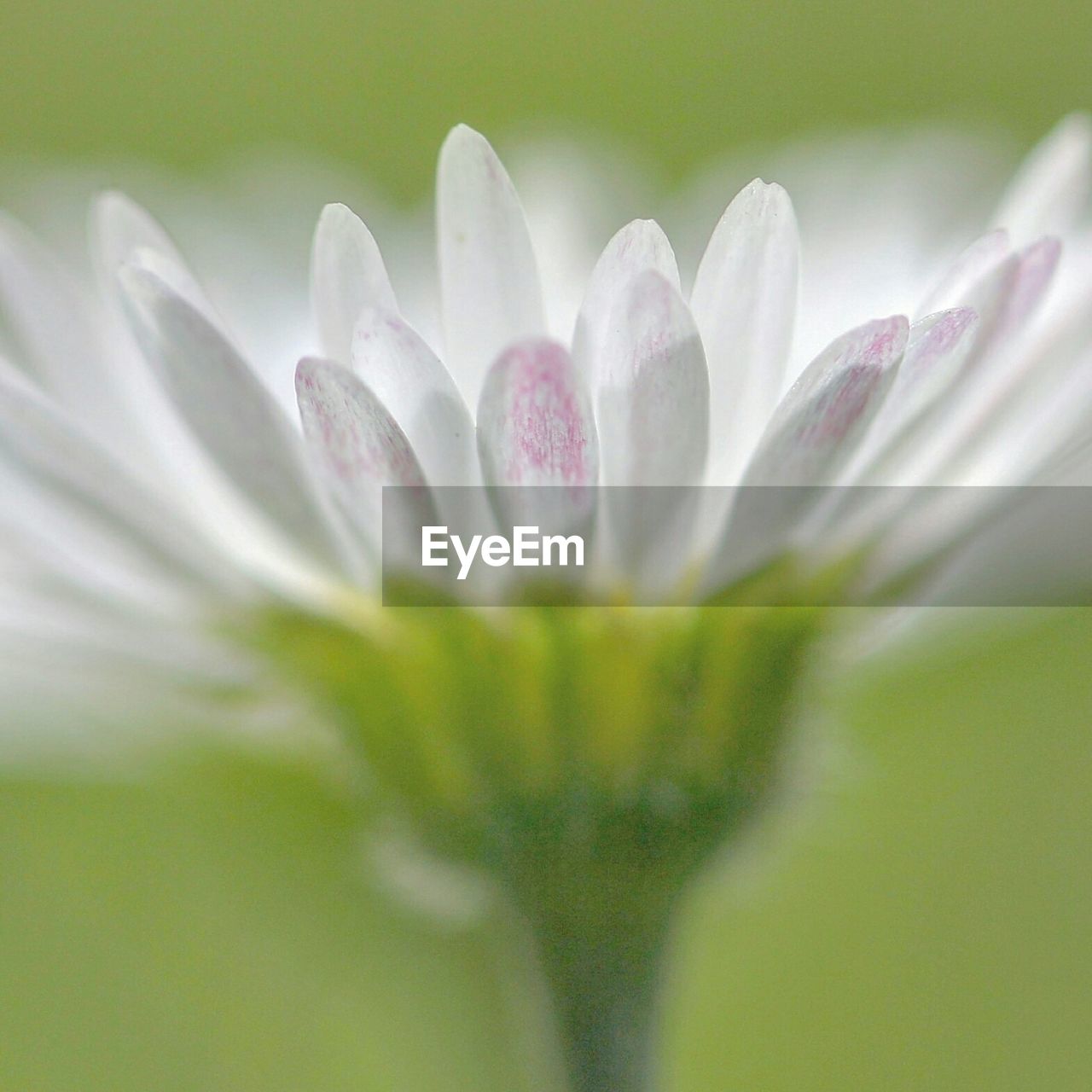 CLOSE-UP OF WHITE FLOWERS BLOOMING OUTDOORS