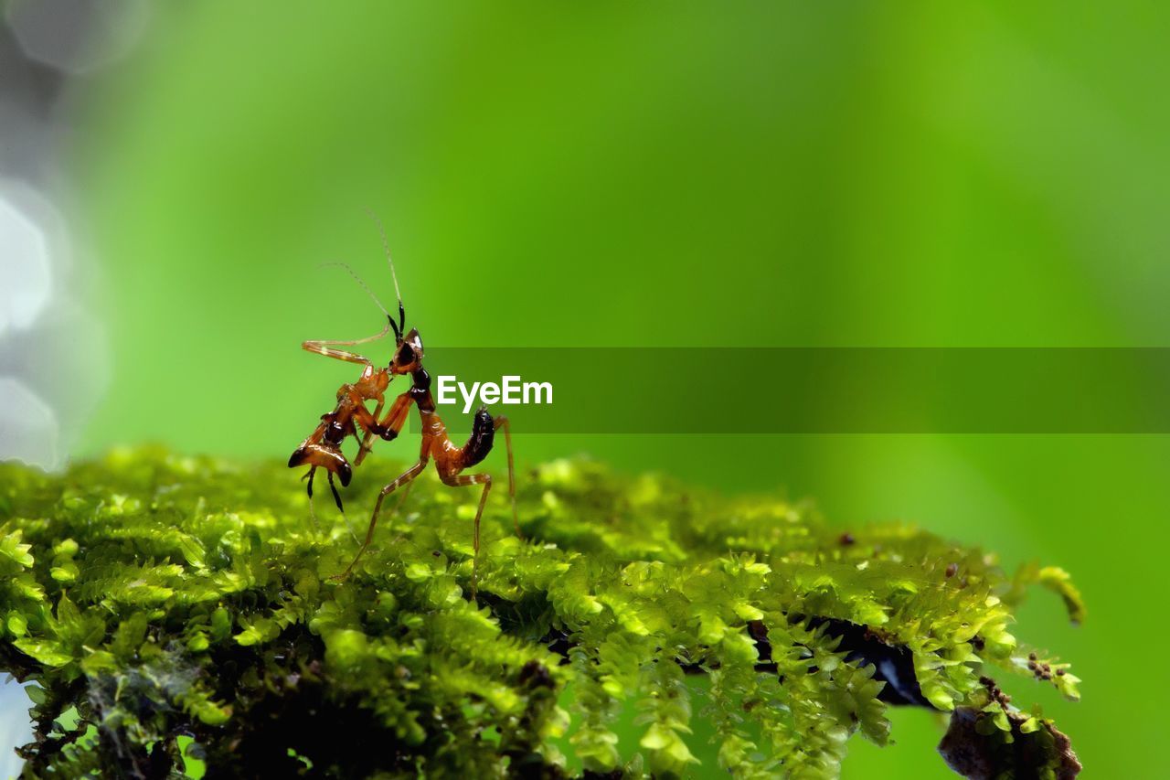 Close-up of ant on plant