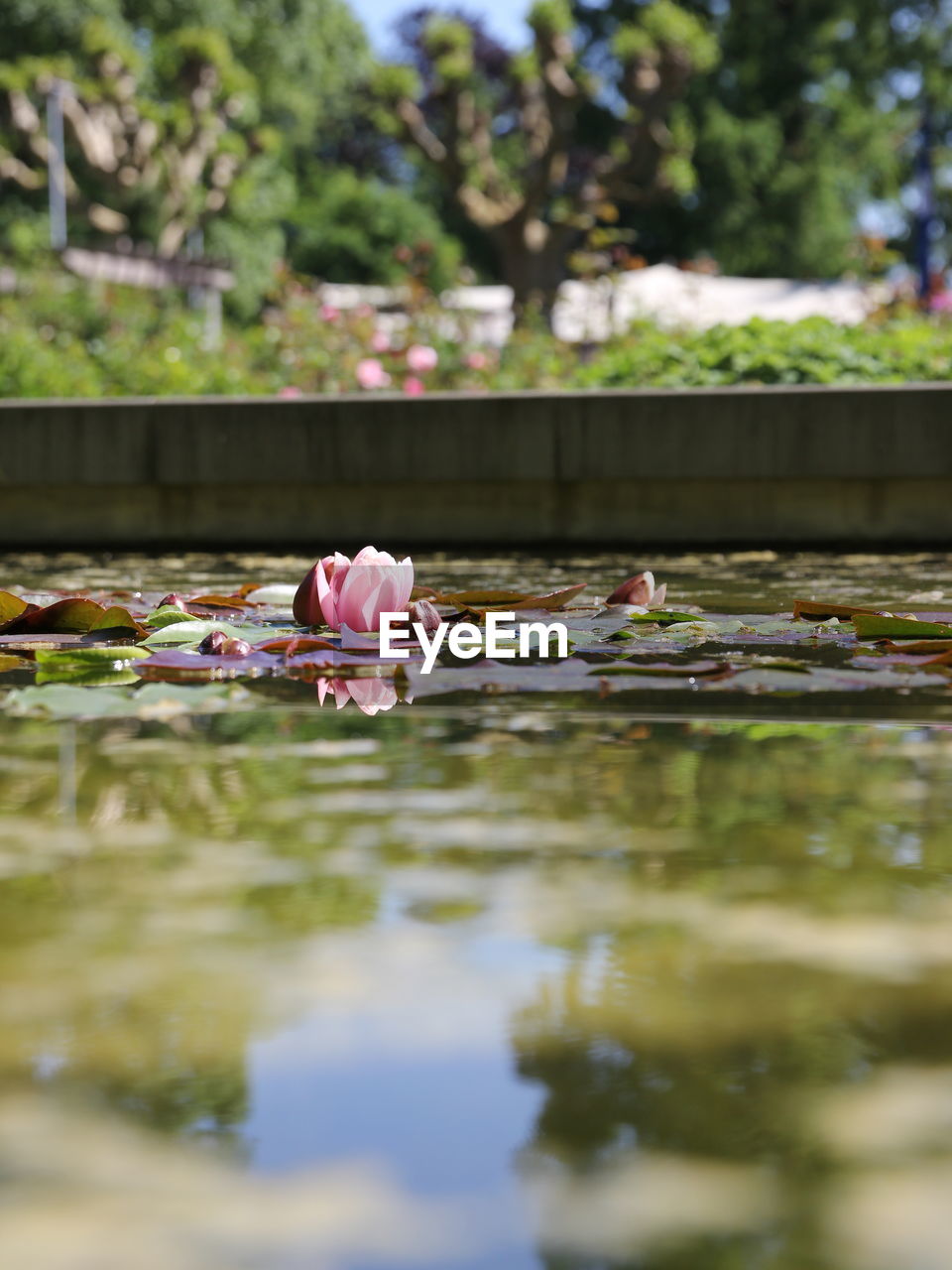 Sea rose with some trees in the background