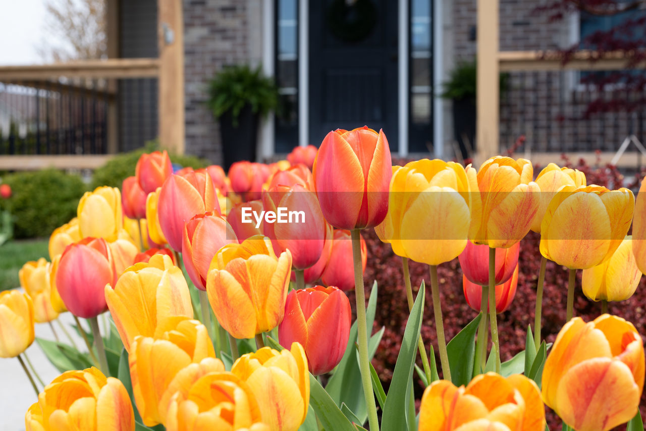 Beautiful tulips growing in the garden in front of a brick home