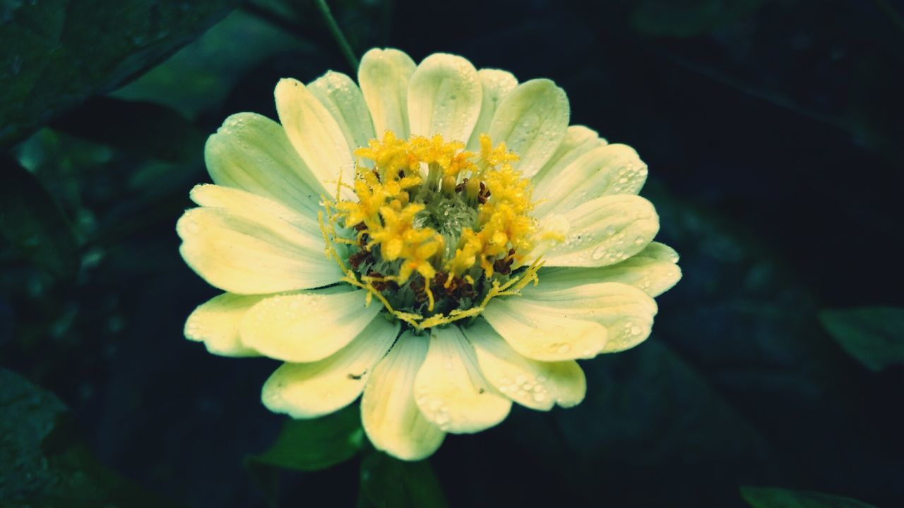 Close-up of yellow flower