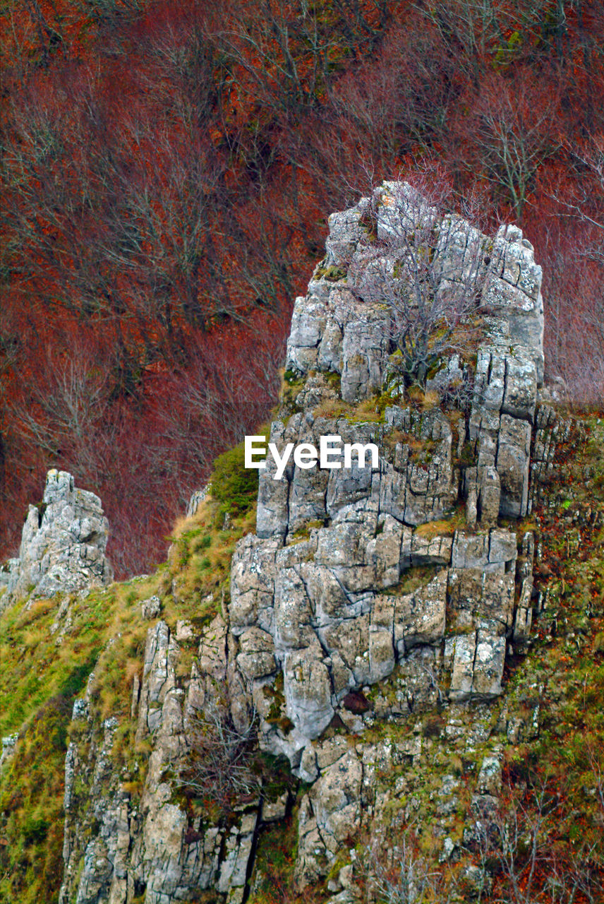 Autumn tree on cliff
