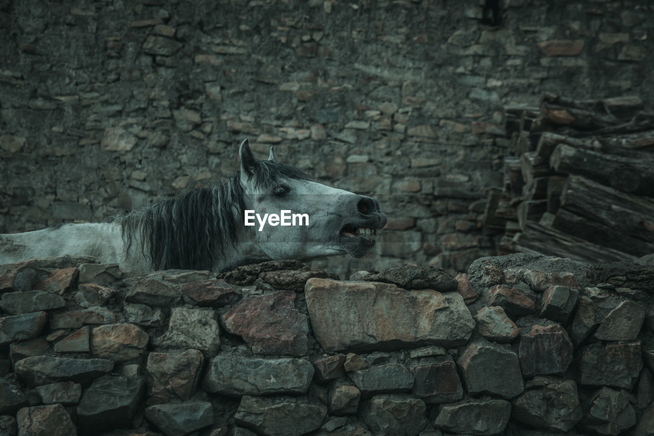 Portrait of a horse against a stone wall