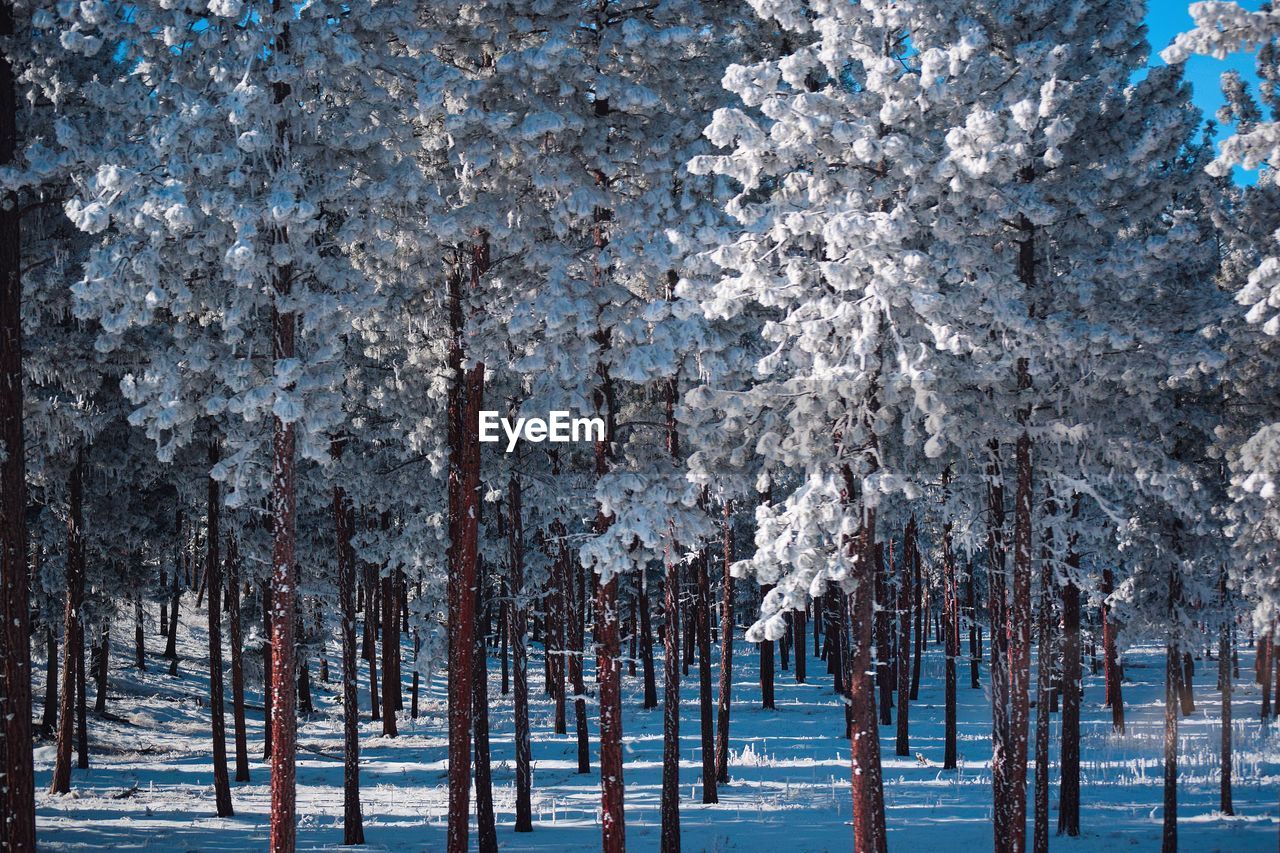 Panoramic shot of pine trees on snow covered land