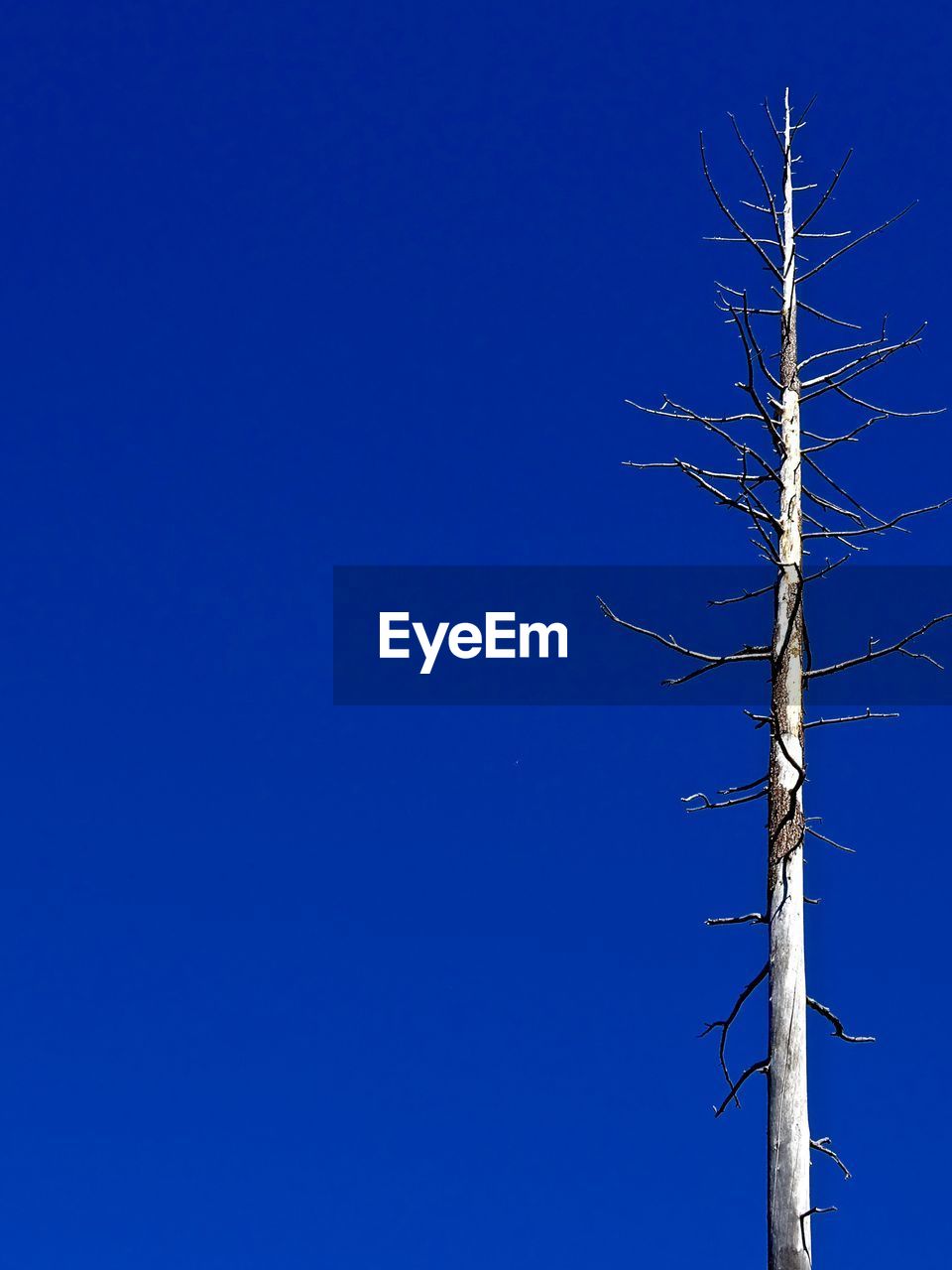 Low angle view of bare tree against clear blue sky