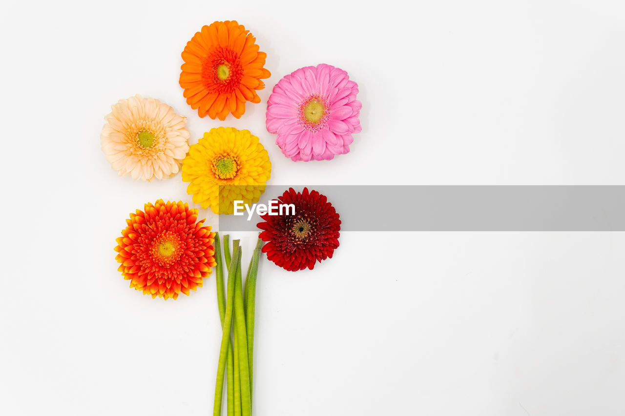 CLOSE-UP OF FLOWERING PLANT OVER WHITE BACKGROUND