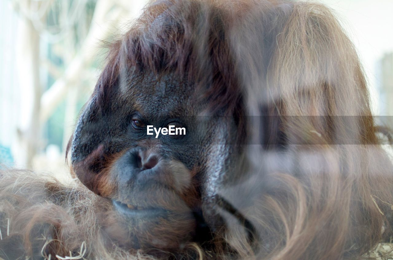 Close-up of orangutan behind glass