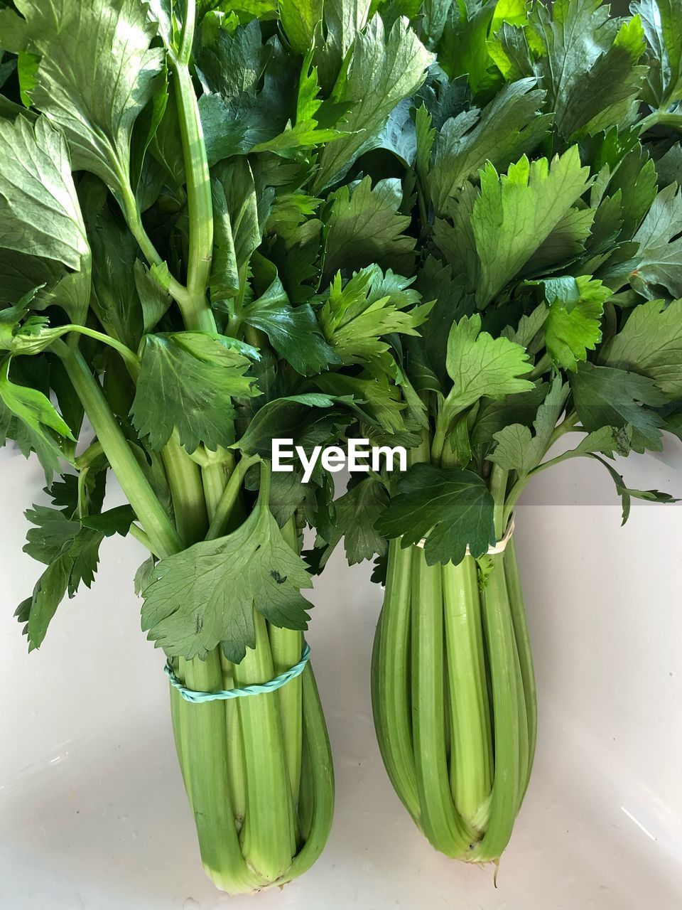 HIGH ANGLE VIEW OF FRESH GREEN PLANT IN PLATE