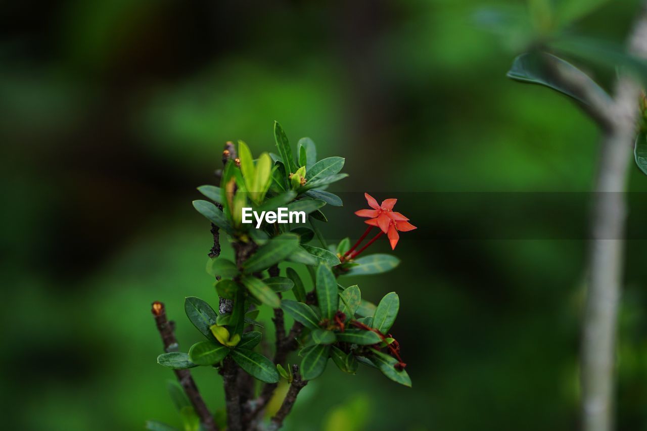 CLOSE-UP OF FLOWERING PLANT AGAINST BLURRED BACKGROUND