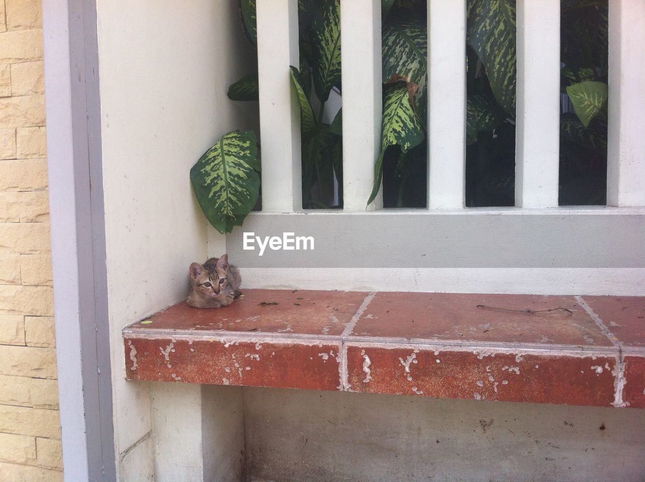 Cat sitting against railing