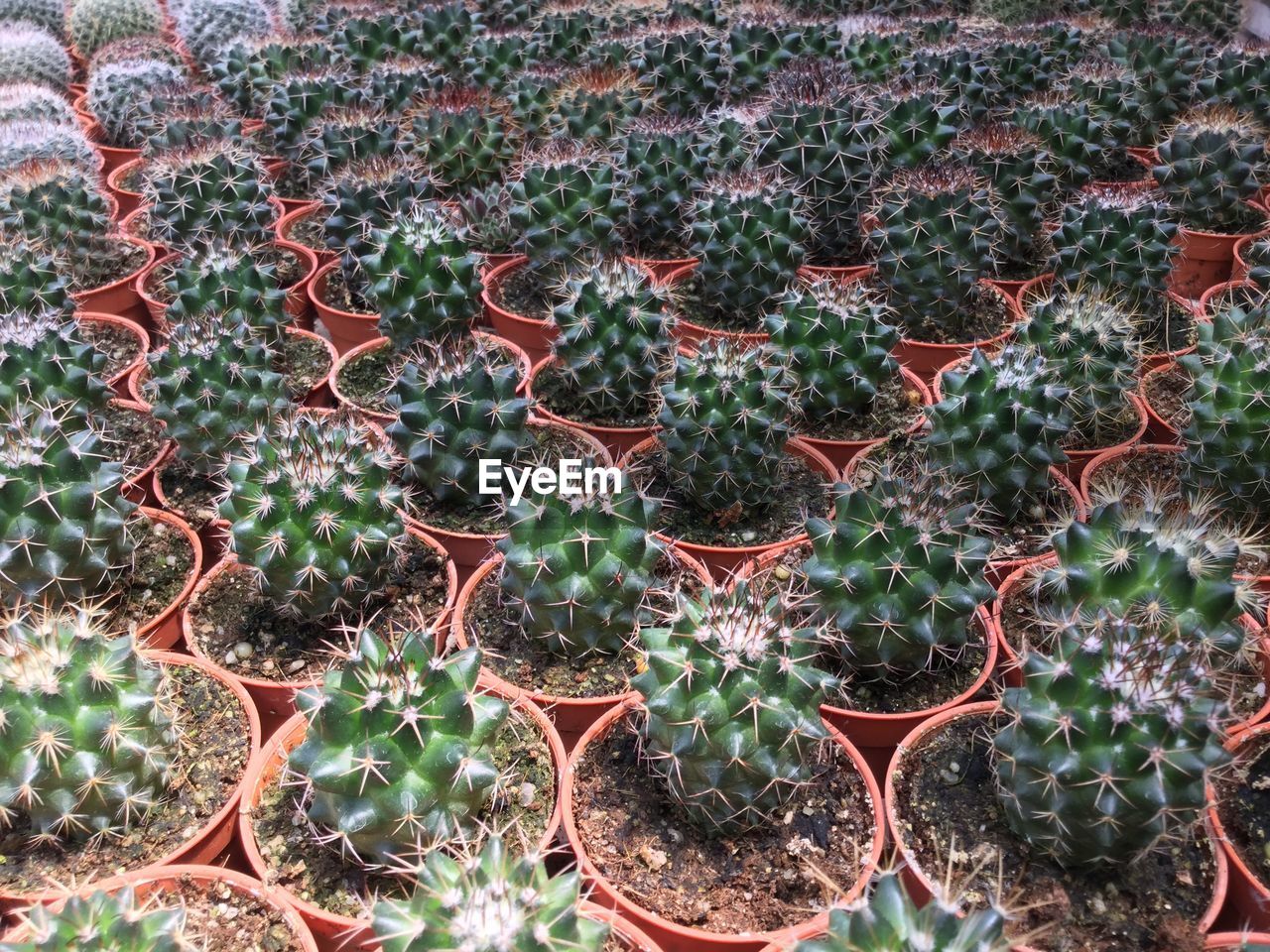 Full frame shot of cactus potted plants