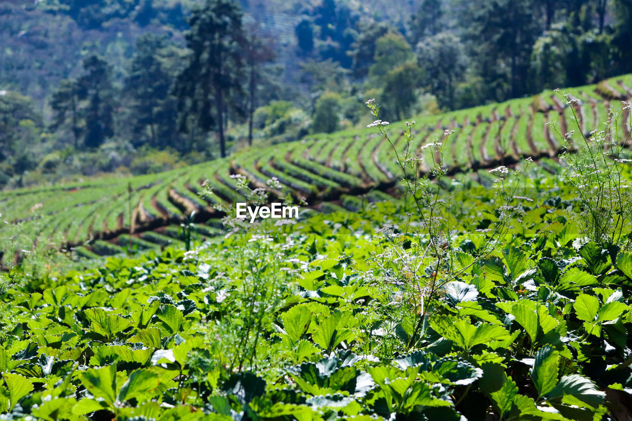 SCENIC VIEW OF FARM