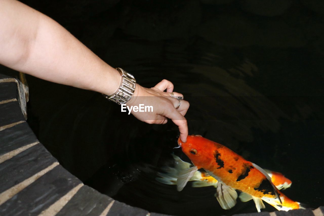 Close-up of hand touching koi fish in water