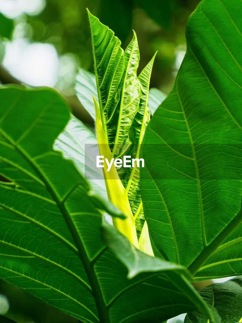 Close-up of fresh green leaves