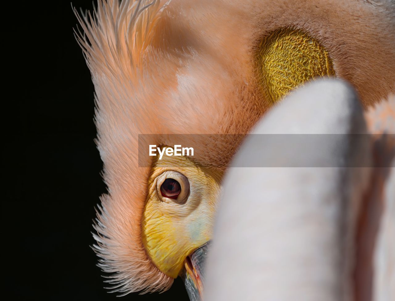 CLOSE-UP OF A OWL