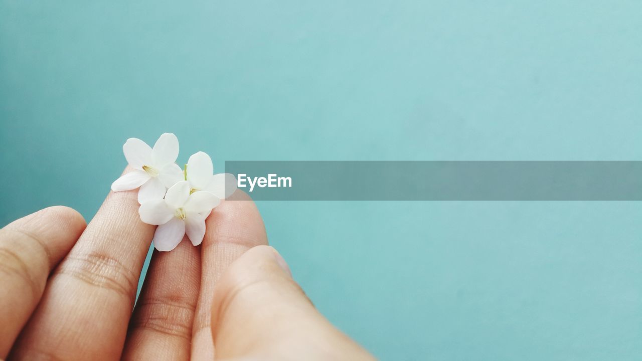 Close-up of hand holding white flowers against turquoise background