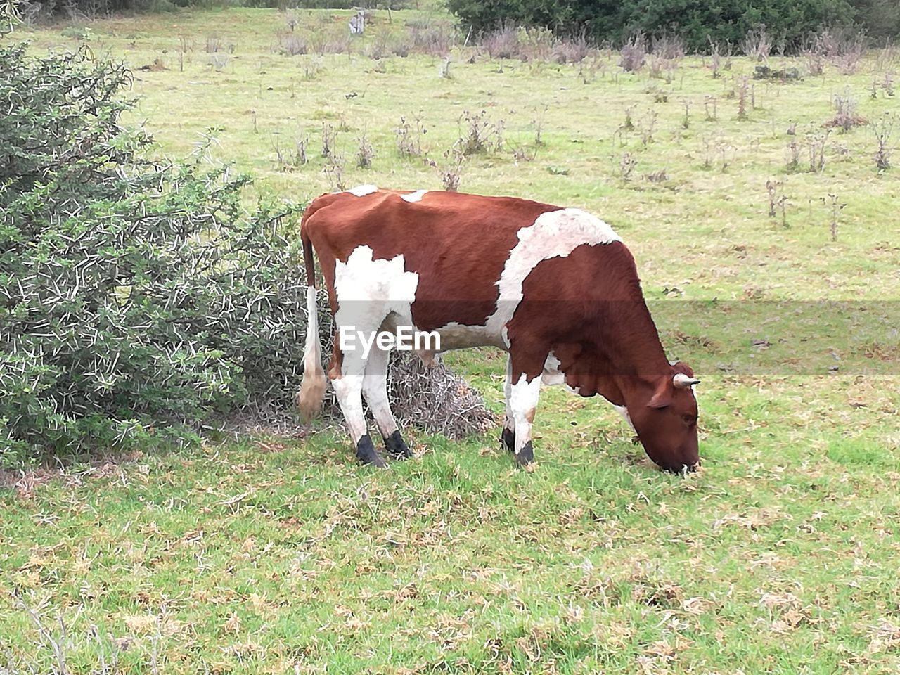 HORSE GRAZING ON FIELD