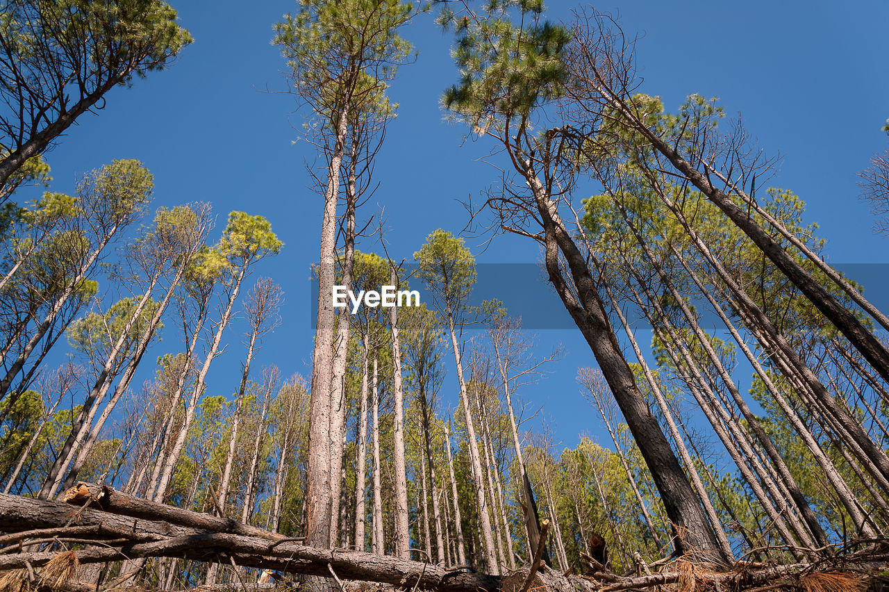 Low angle view of trees against sky