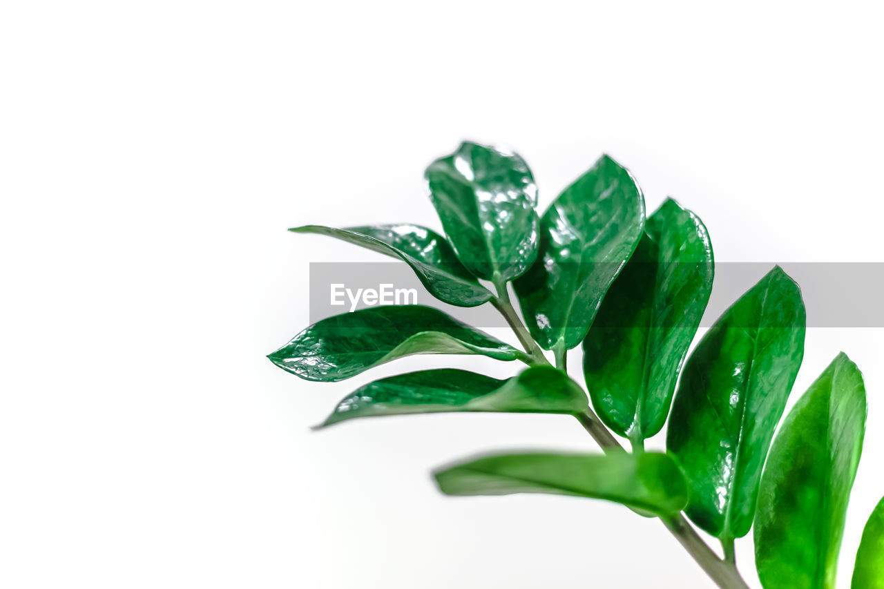 CLOSE-UP OF FRESH GREEN PLANT AGAINST WHITE BACKGROUND