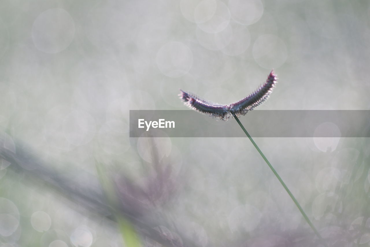 CLOSE-UP OF WET FLOWERING PLANT AGAINST WATER