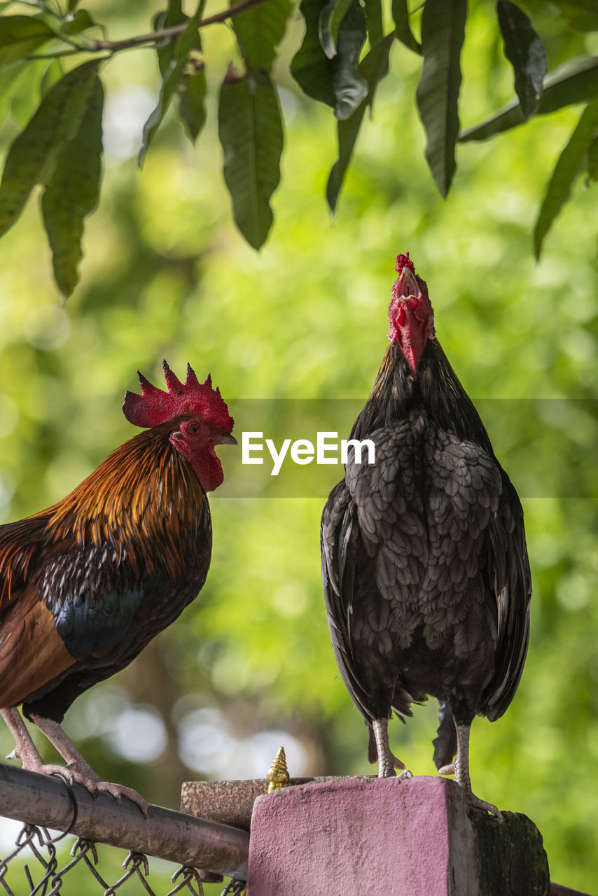 rooster on branch