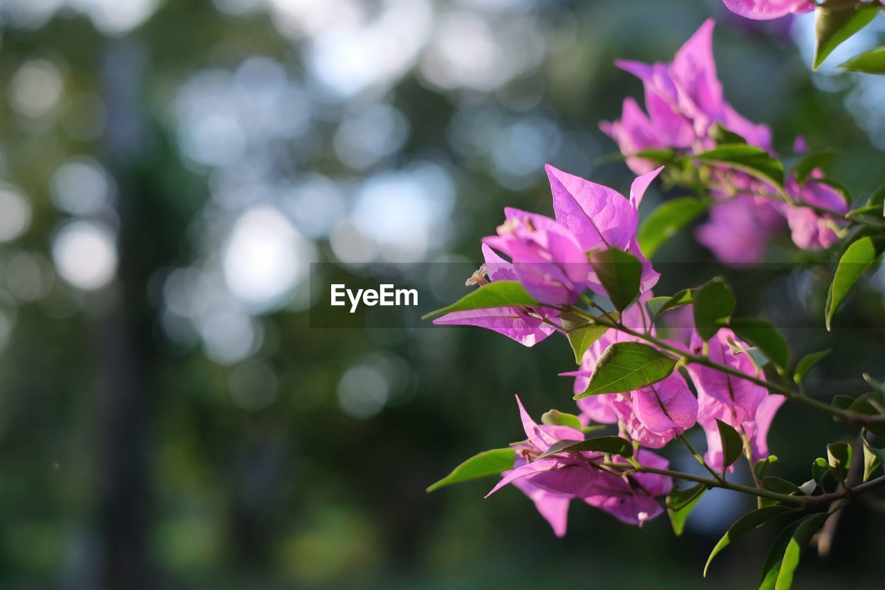 CLOSE-UP OF PINK BOUGAINVILLEA