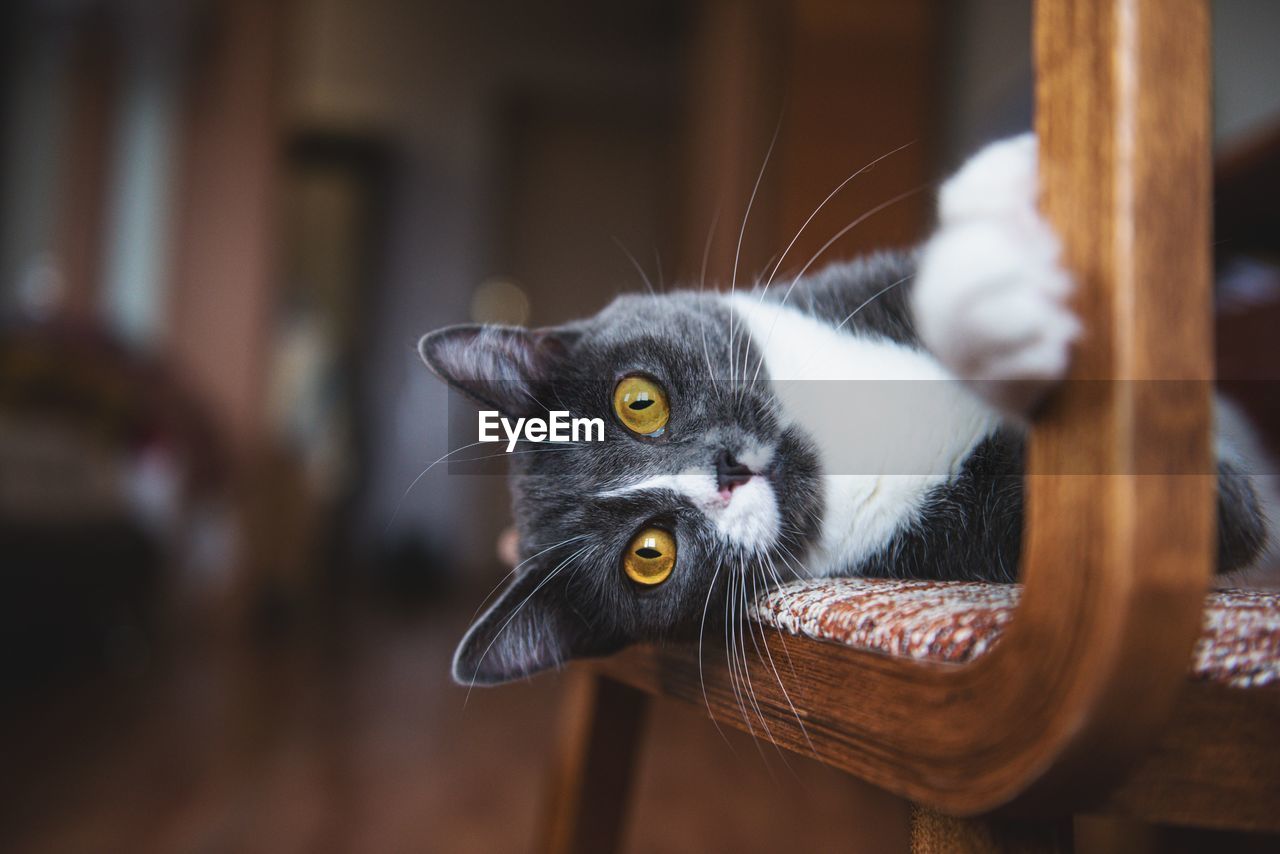 Close-up portrait of a cat