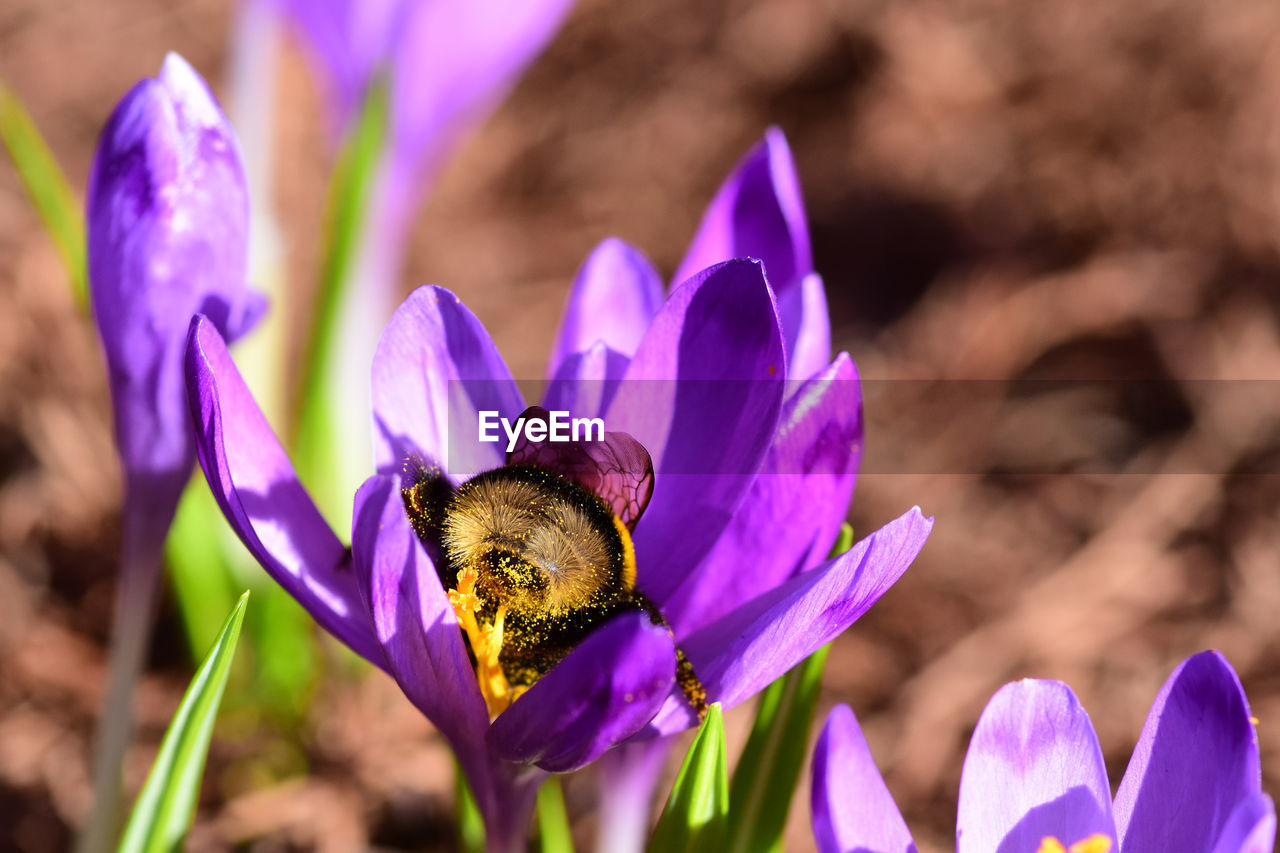 Close-up of bee pollinating on purple flower