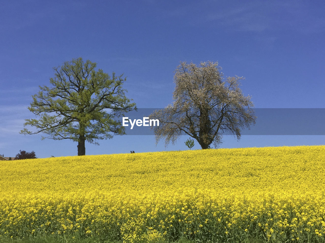 Scenic view of oilseed rape field against clear sky