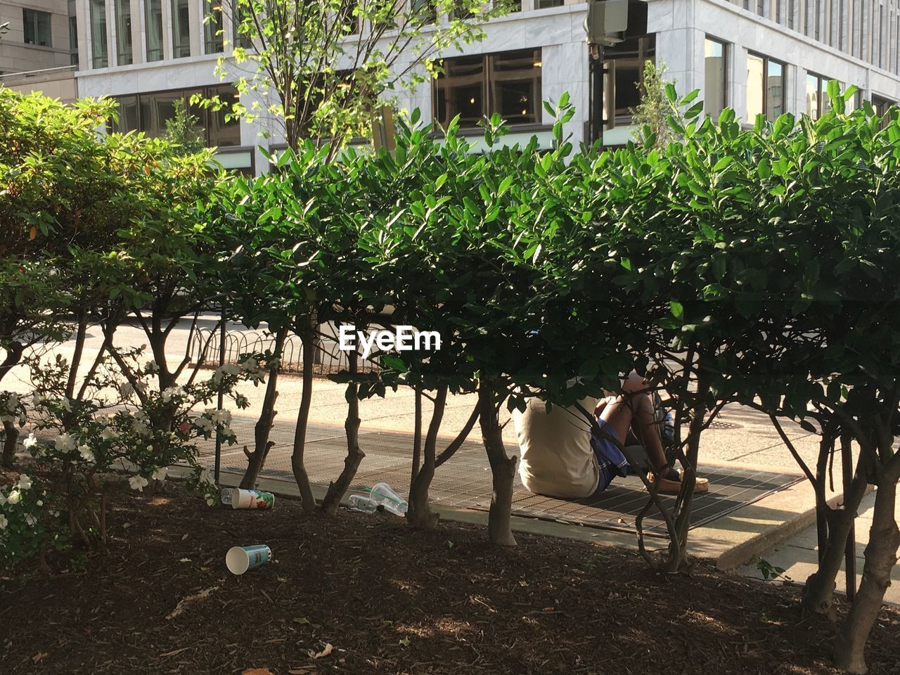 Trees and plants in yard