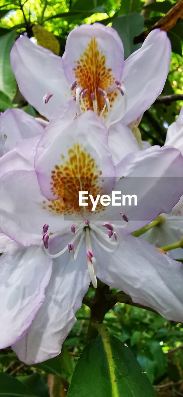 CLOSE-UP OF WHITE LILY FLOWERS ON PLANT