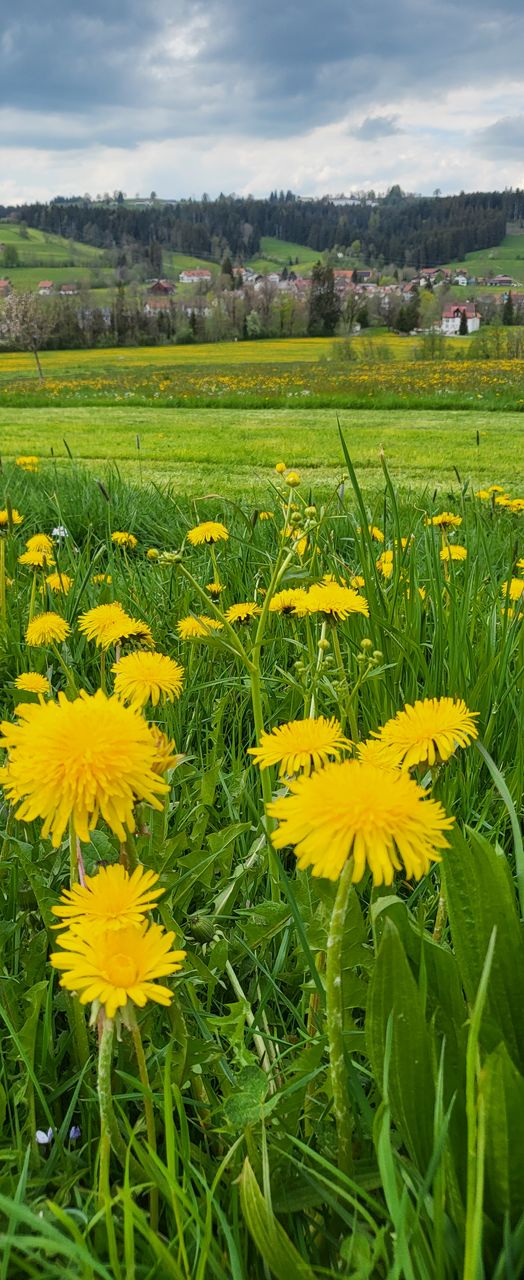 yellow, plant, beauty in nature, nature, growth, flower, flowering plant, green, leaf, freshness, grass, land, no people, day, meadow, fragility, water, outdoors, sunlight, plant part, close-up, tranquility, field, flower head, high angle view, scenics - nature, landscape