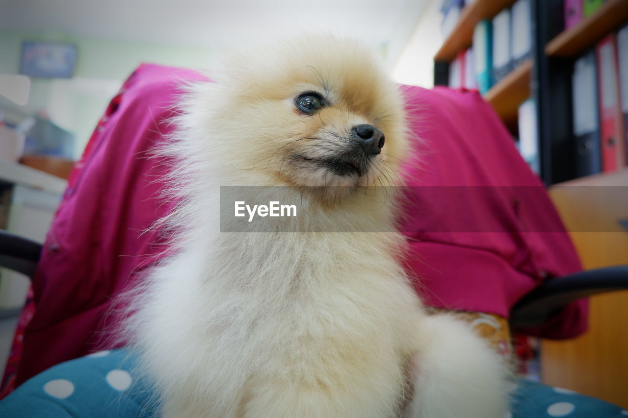 CLOSE-UP OF WHITE DOG LOOKING AWAY AT HOME