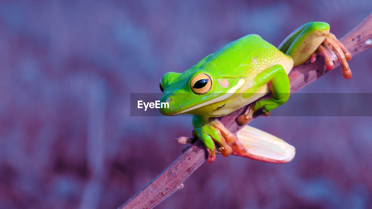 Close-up of frog on twig