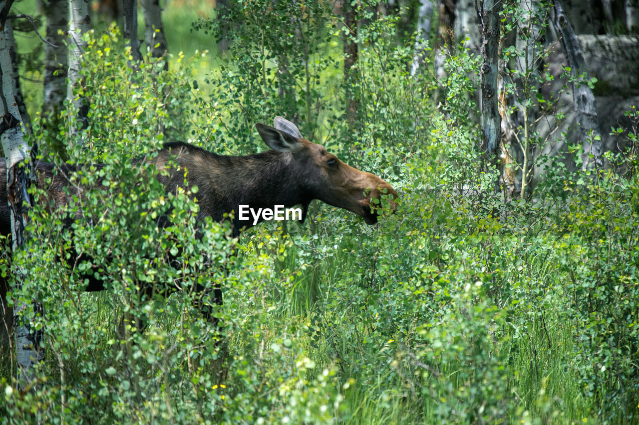 Moose in forest