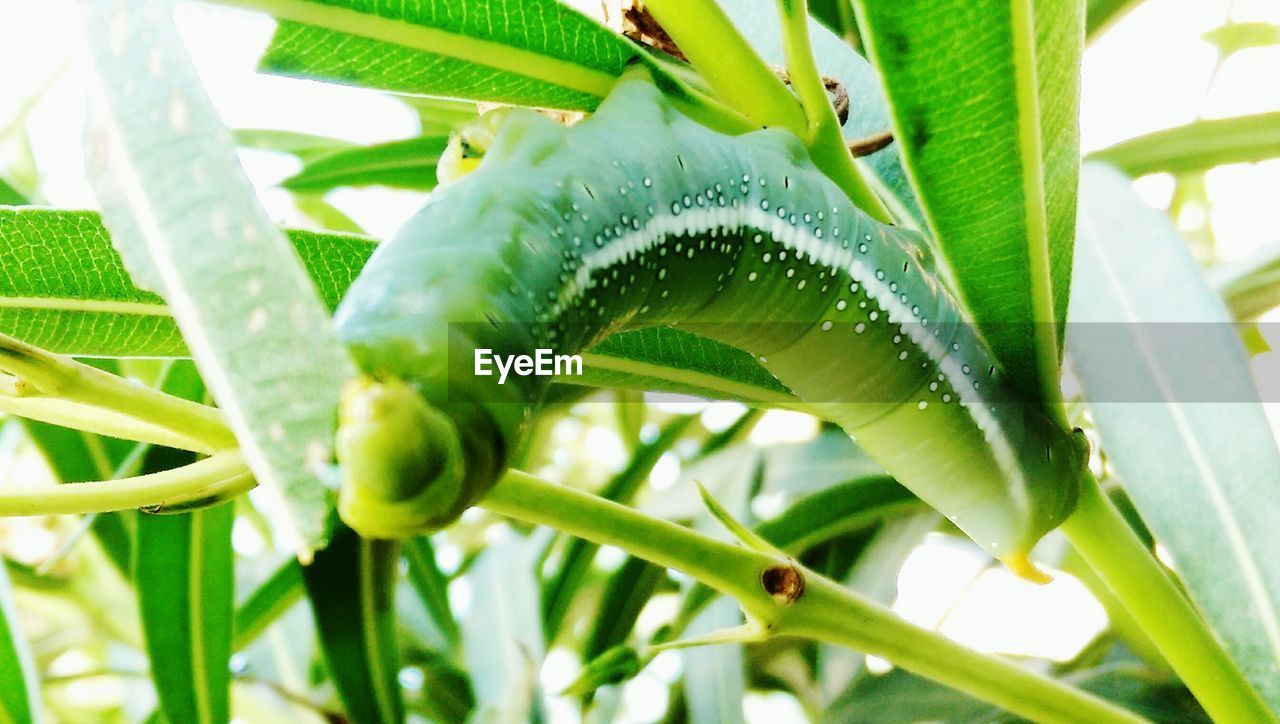 CLOSE-UP OF LIZARD ON PLANT