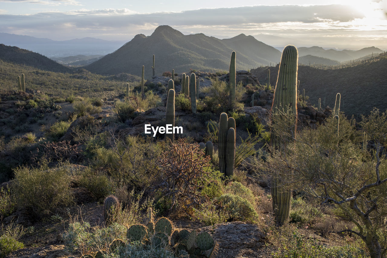 Sunrise over desert landscape with cactus at gates pass, arizona.