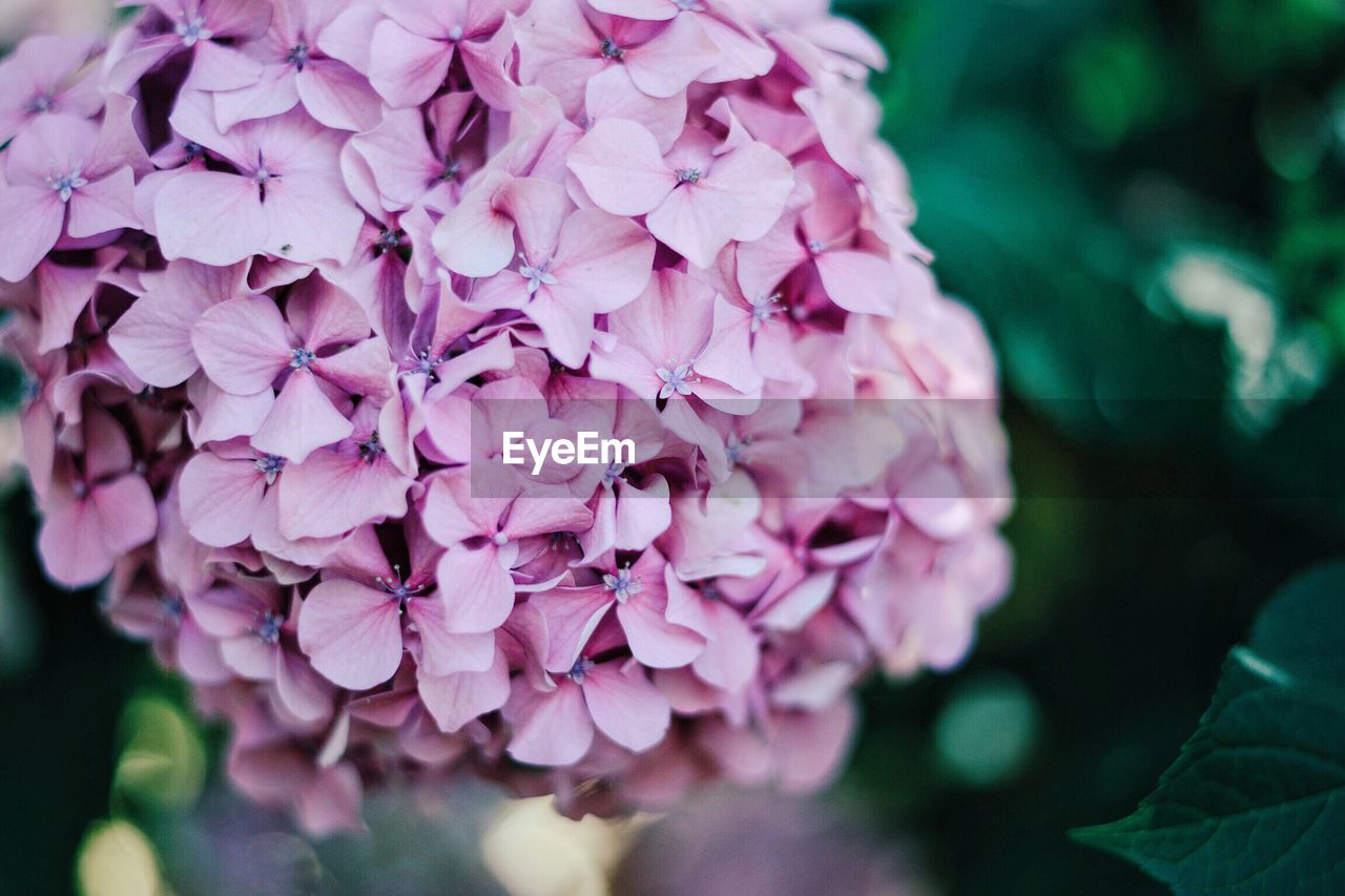 Close-up of purple hydrangeas