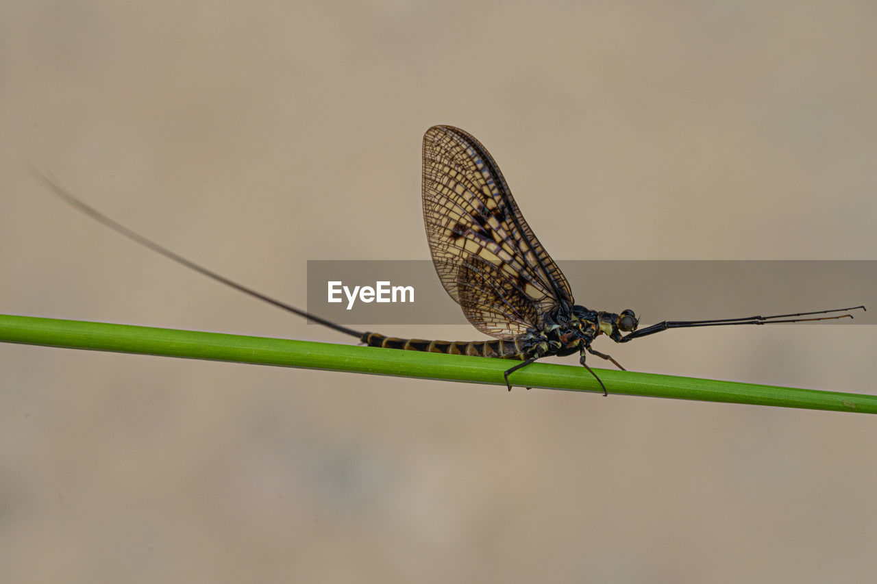 CLOSE-UP OF DRAGONFLY PERCHING ON PLANT