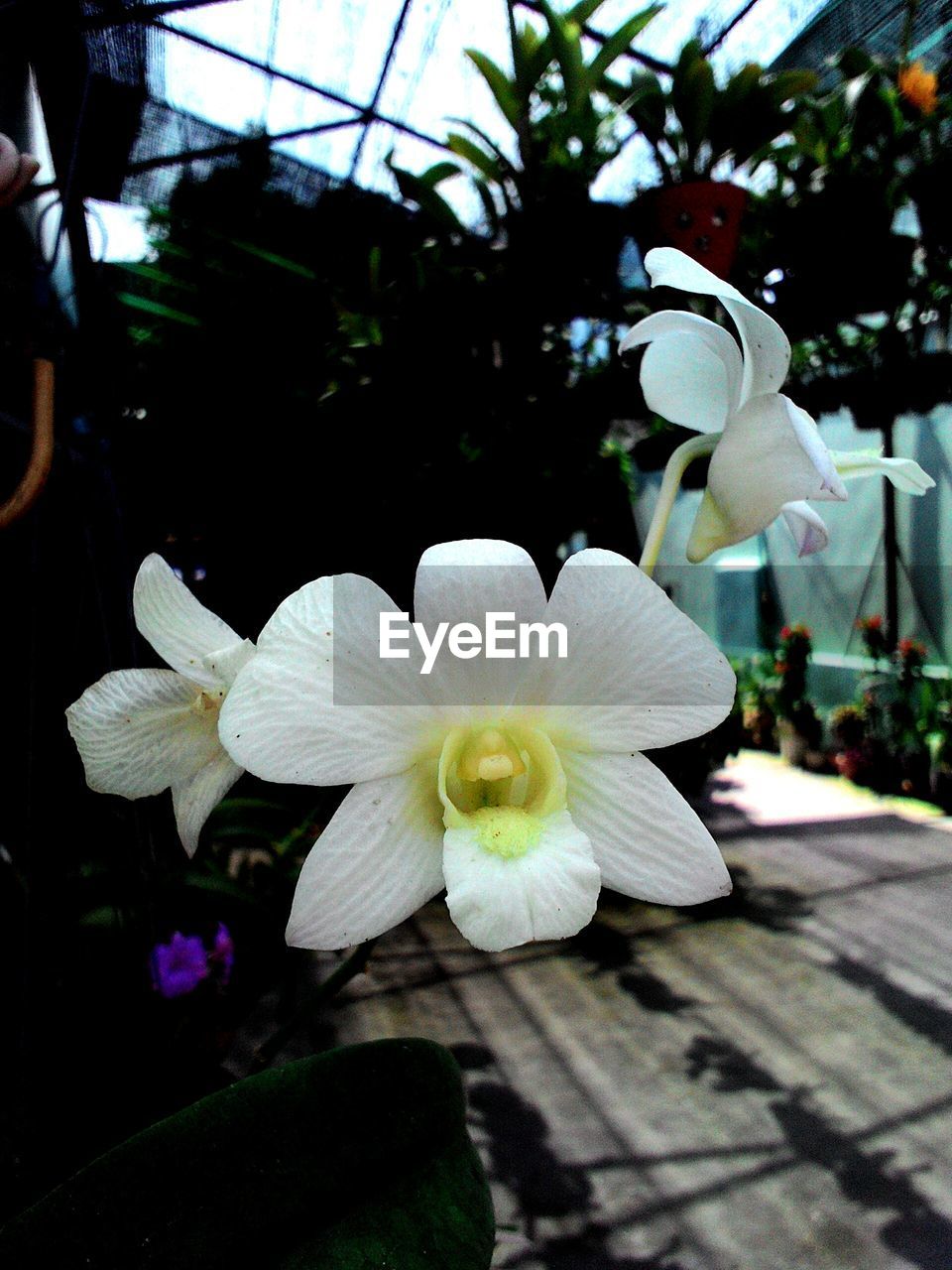 CLOSE-UP OF WHITE FLOWERS BLOOMING OUTDOORS