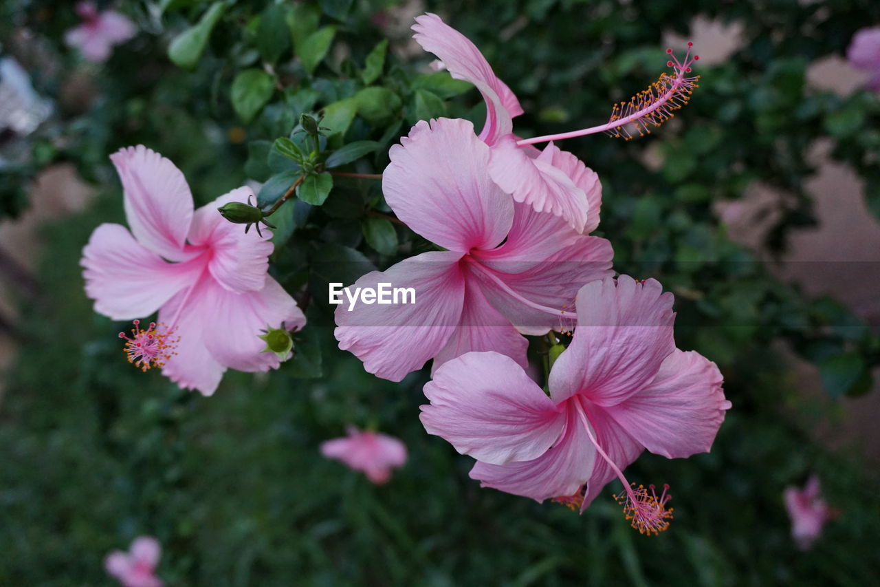 Close-up of pink flowers