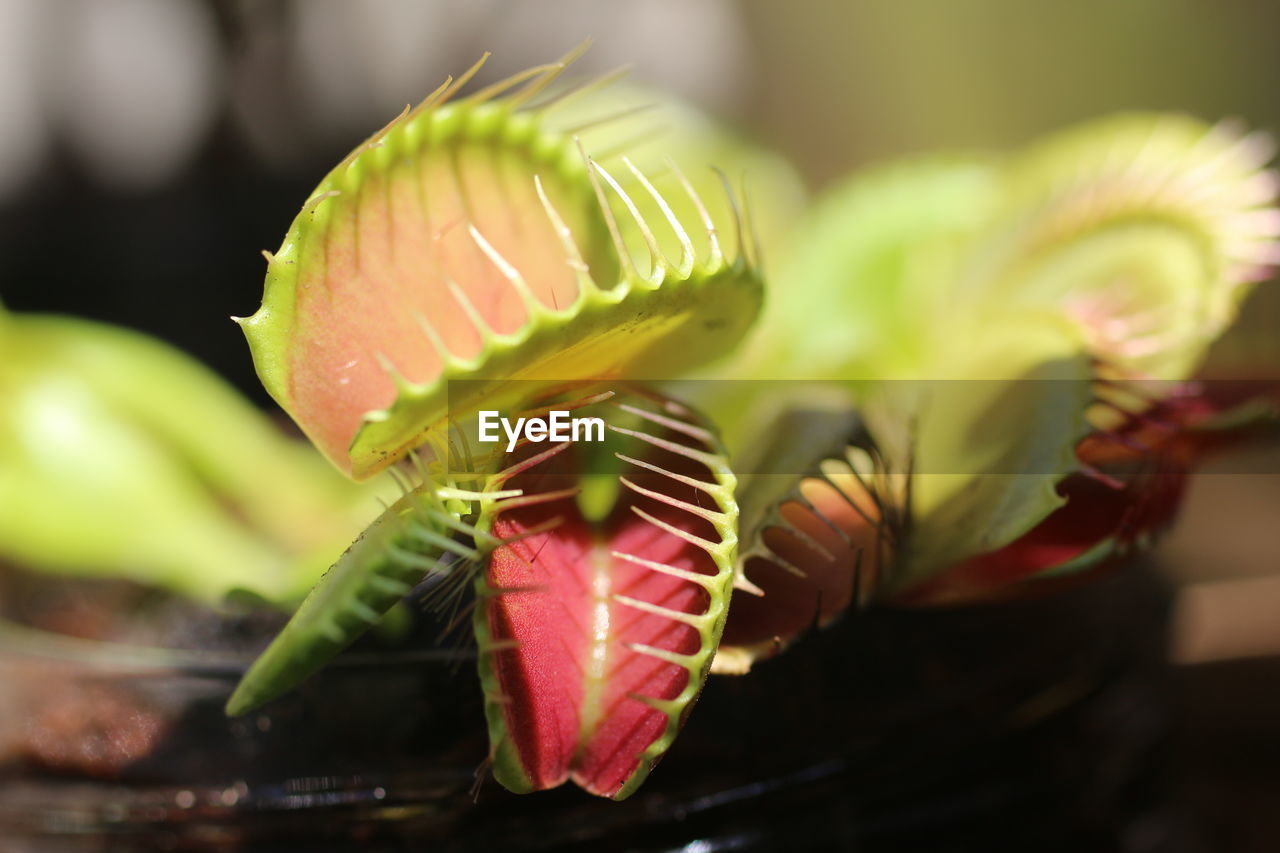 CLOSE-UP OF SUCCULENT PLANT ON POTTED PLANTS