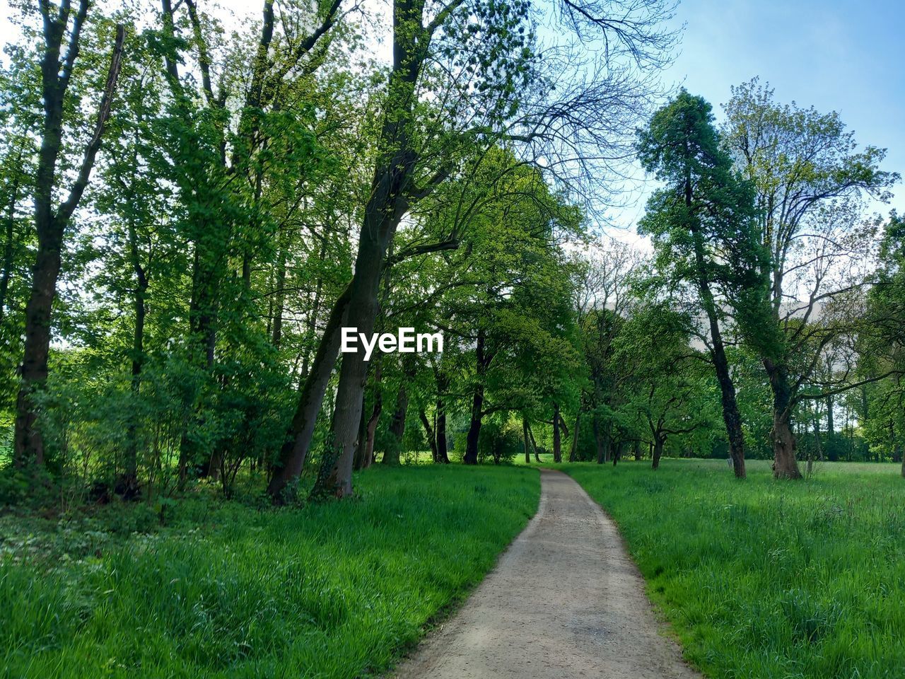 plant, tree, green, the way forward, woodland, beauty in nature, nature, growth, tranquility, grass, meadow, land, forest, footpath, park, landscape, natural environment, diminishing perspective, tranquil scene, sky, road, scenics - nature, no people, environment, non-urban scene, day, vanishing point, outdoors, leaf, transportation, foliage, lush foliage, trail, idyllic, field, rural area, tree trunk, treelined, trunk, dirt road