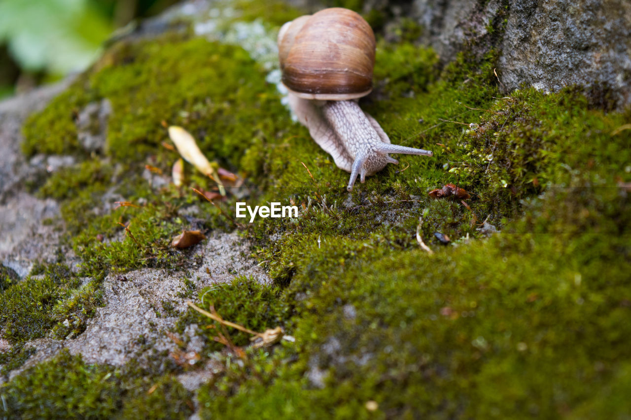 Close-up of snail on moss