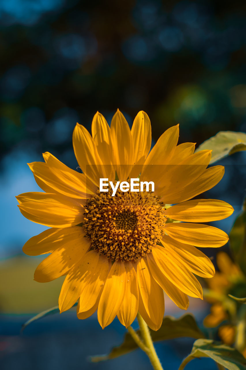 CLOSE-UP OF SUNFLOWER AGAINST YELLOW FLOWER