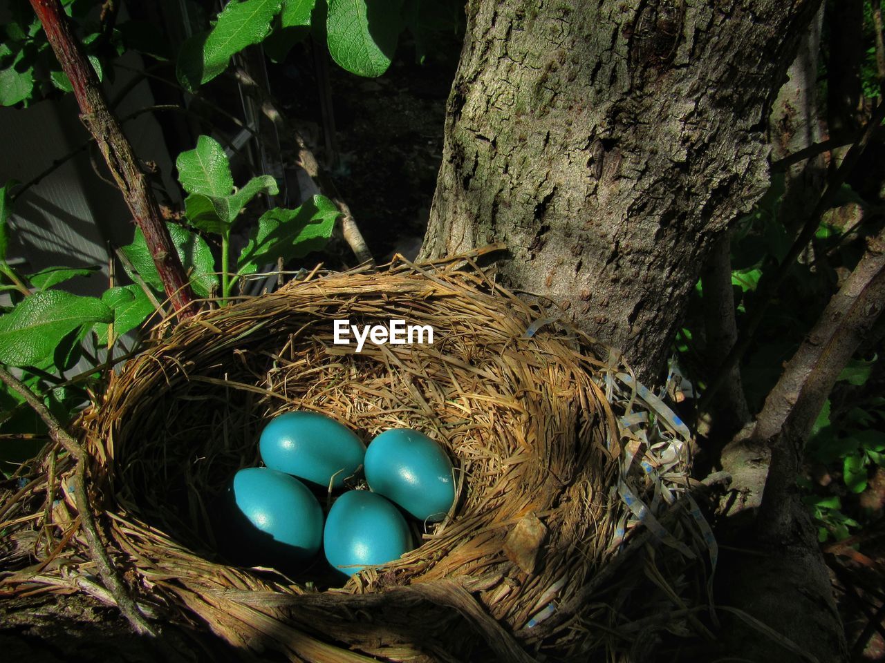 CLOSE-UP OF EGGS IN NEST